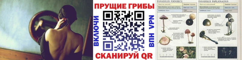 Галлюциногенные грибы GOLDEN TEACHER ОМГ ОМГ сайт Белёв